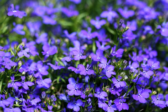 Lobelia Poisoning in Cats - Symptoms, Causes, Diagnosis, Treatment, Recovery, Management, Cost