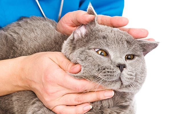 Lockjaw In Cats Symptoms Causes Diagnosis Treatment Recovery