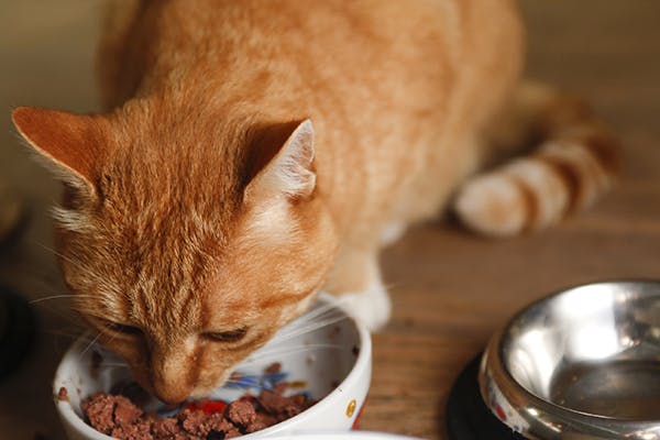 cat eating but not pooping