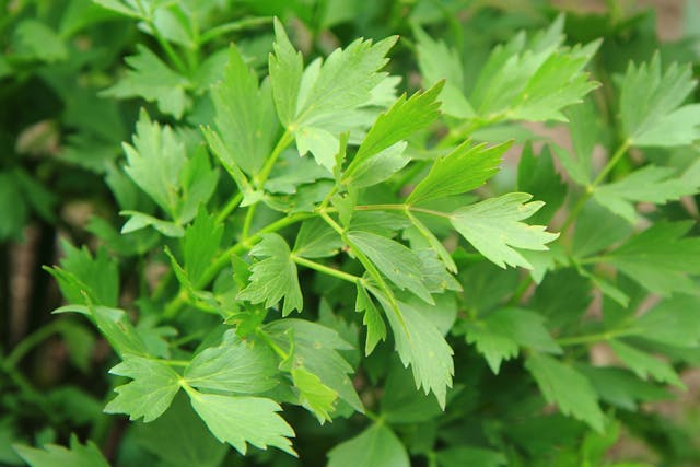 Lovage Poisoning in Cats - Symptoms, Causes, Diagnosis, Treatment, Recovery, Management, Cost