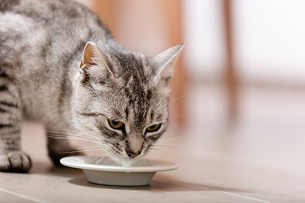 Low Blood Calcium in Cats - Symptoms, Causes, Diagnosis, Treatment, Recovery, Management, Cost