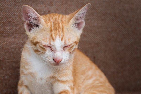 What Are Symptoms Of High Blood Sugar In Cats