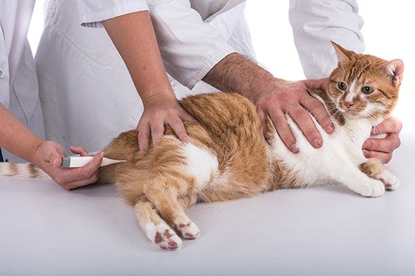 Low Body Temperature in Cats - Symptoms 