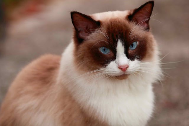 Low White Blood Cell Count In Cats Symptoms Causes Diagnosis Treatment Recovery Management Cost