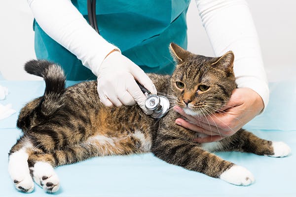 Lung Bruising in Cats - Symptoms, Causes, Diagnosis, Treatment, Recovery, Management, Cost