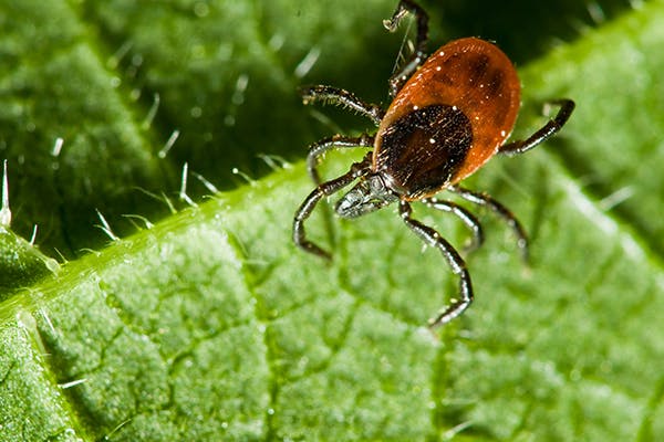 Lyme Disease in Cats - Symptoms, Causes, Diagnosis, Treatment, Recovery, Management, Cost