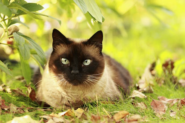 Lysine Allergy in Cats - Symptoms, Causes, Diagnosis, Treatment, Recovery, Management, Cost