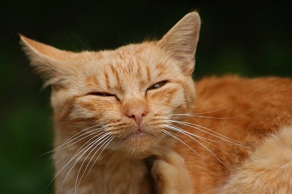 Maggots In Cats Symptoms Causes Diagnosis Treatment Recovery