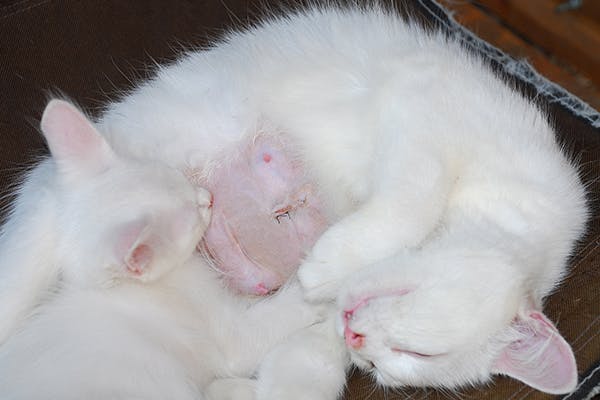 Can a cat be spayed best sale while nursing