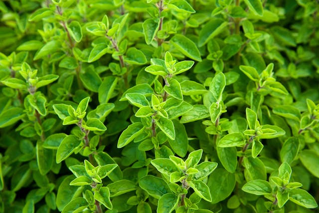 Marjoram Poisoning in Cats - Symptoms, Causes, Diagnosis, Treatment, Recovery, Management, Cost