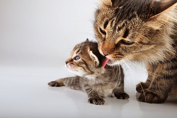 Maternal Behavior Problems in Cats - Symptoms, Causes, Diagnosis, Treatment, Recovery, Management, Cost