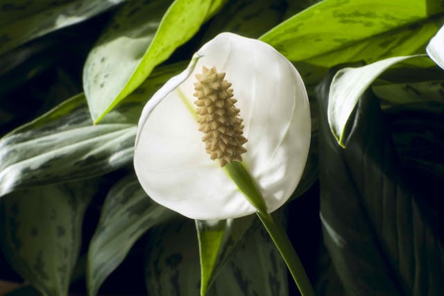 Potential toxic water to cats from peace lily growing emersed? UK