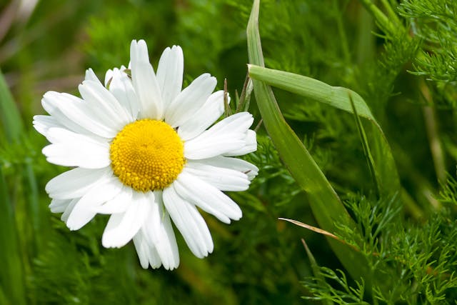 Mayweed Poisoning in Cats - Symptoms, Causes, Diagnosis, Treatment, Recovery, Management, Cost
