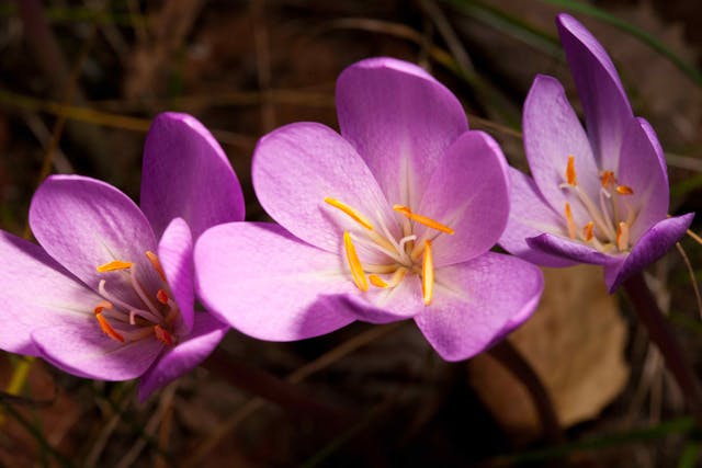Meadow Saffron Poisoning in Cats - Symptoms, Causes, Diagnosis, Treatment, Recovery, Management, Cost