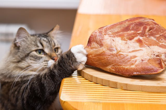 Meat Allergy in Cats - Symptoms, Causes, Diagnosis, Treatment, Recovery, Management, Cost