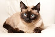 Megaloblastic Anemia In Cats Symptoms Causes Diagnosis Treatment 