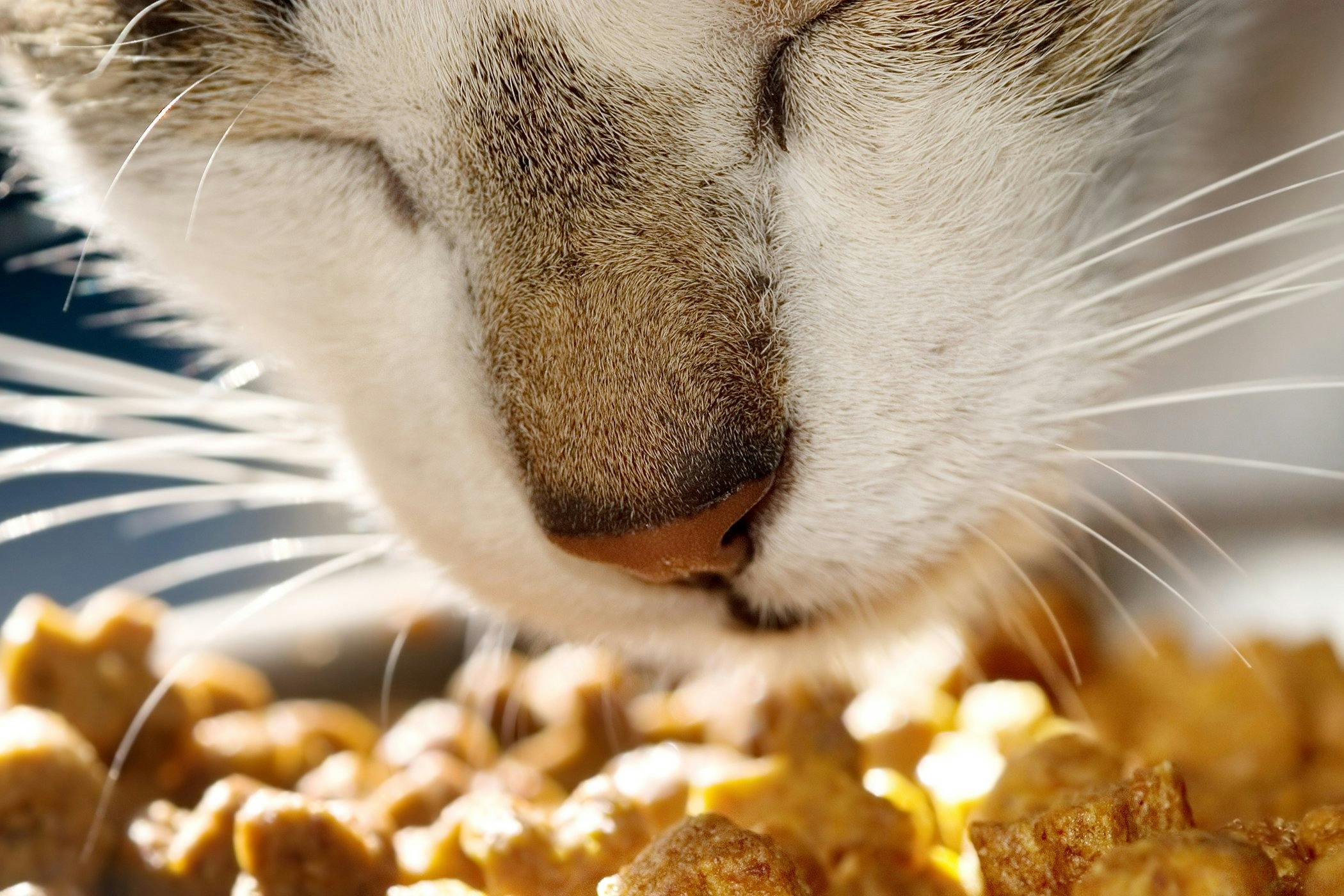Meow Mix Allergy in Cats - Symptoms 