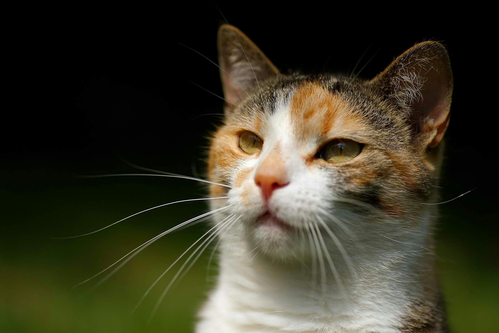 What causes acute anemia in cats