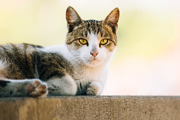 Heart Valve Defect in Cats - Symptoms, Causes, Diagnosis 