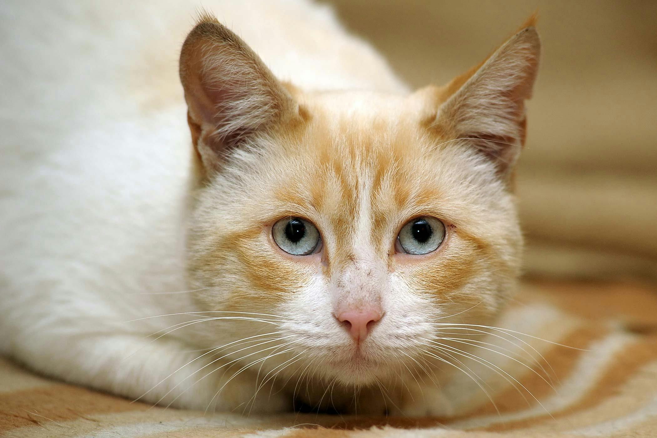 Тайский кот с голубыми глазами рыжий