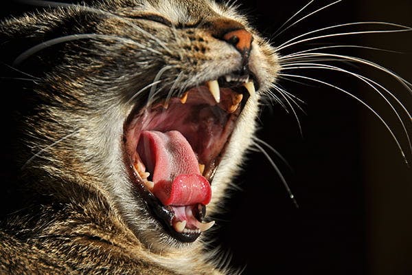 oral squamous cell carcinoma cat