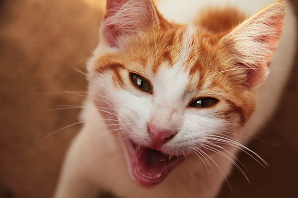 44 Top Photos Cat Has Bad Breath And Red Gums - Gingivitis In Cats Symptoms Causes