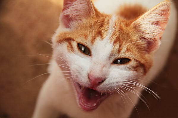 What to feed a shop cat with a sore mouth