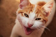 Cat Virus That Causes Mouth Ulcers Infoupdate