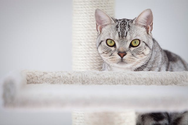 How to Clean Cat Eye Boogers? Vet-Approved Step-by-Step Guide