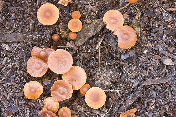 https://images.wagwalkingweb.com/media/articles/cat/mushroom-mold-yeast-poisoning/mushroom-mold-yeast-poisoning.jpg