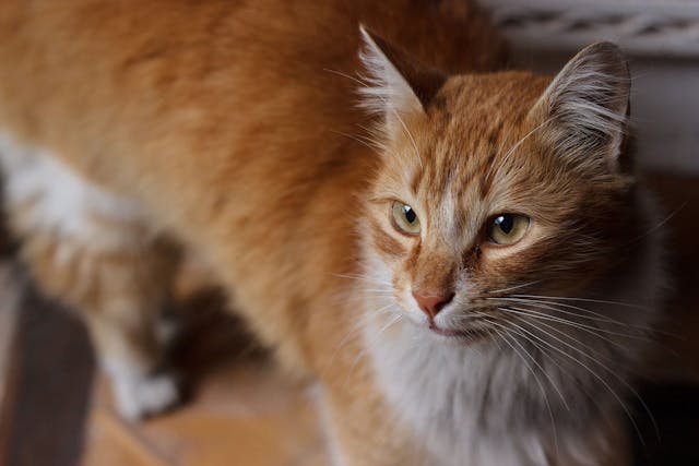 Mycoplasma Infection In Cats Symptoms Causes Diagnosis