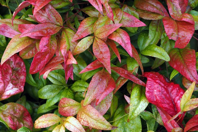 Nandina Poisoning in Cats - Symptoms, Causes, Diagnosis, Treatment, Recovery, Management, Cost