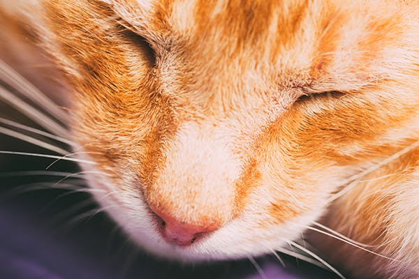 Narrowing of Nasal Passage in Cats - Symptoms, Causes, Diagnosis, Treatment, Recovery, Management, Cost