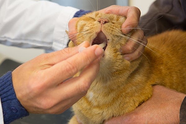 Narrowing Of The Esophagus In Cats Symptoms Causes Diagnosis Treatment Recovery Management Cost