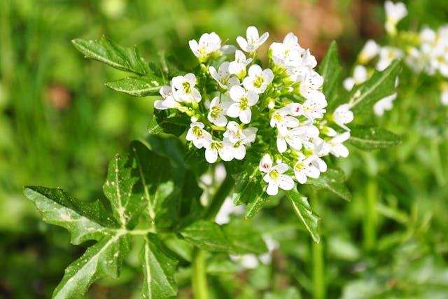 Nasturtium Watercress Poisoning in Cats - Symptoms, Causes, Diagnosis, Treatment, Recovery, Management, Cost