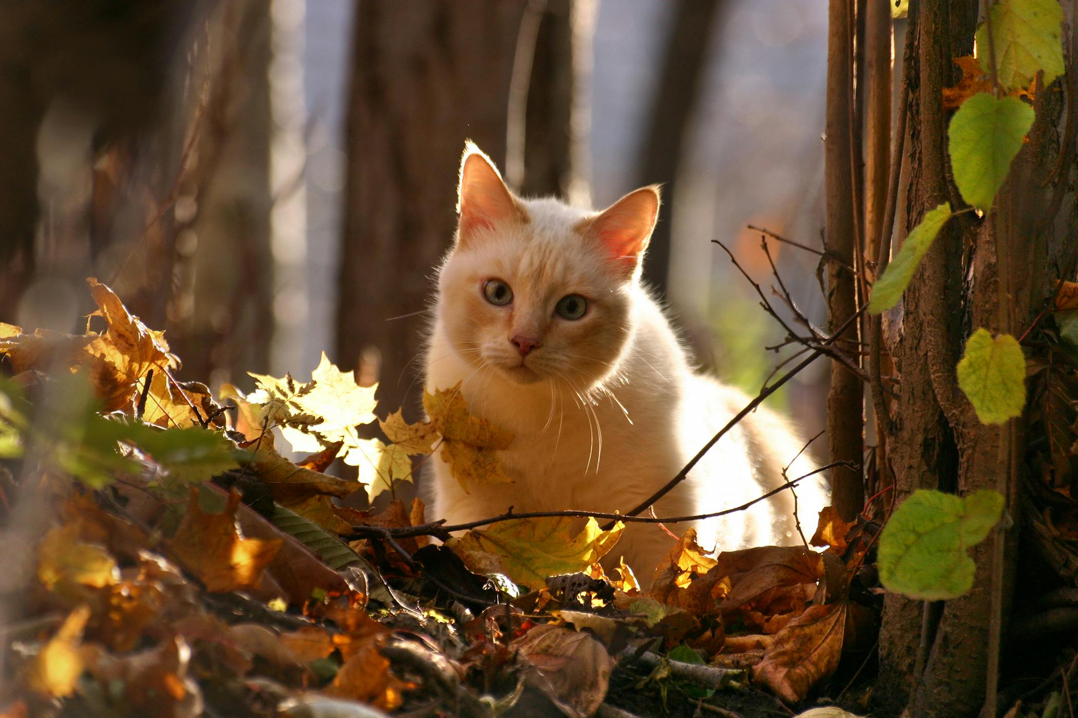 Natural Balance Allergy in Cats Symptoms Causes Diagnosis