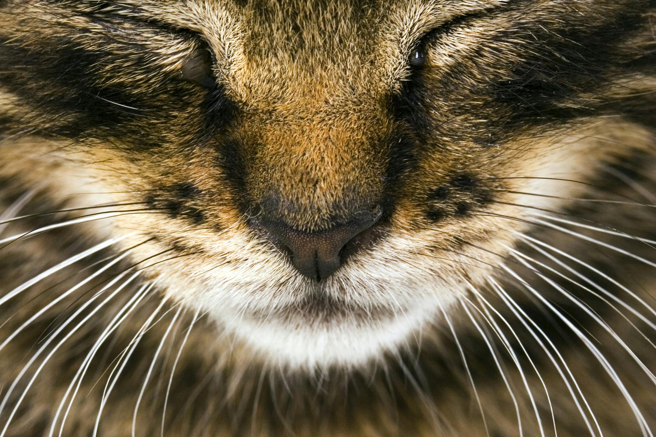 cat missing fur on nose