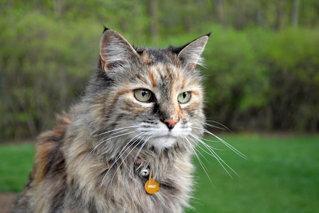 Neomycin Allergy in Cats - Symptoms, Causes, Diagnosis, Treatment, Recovery, Management, Cost