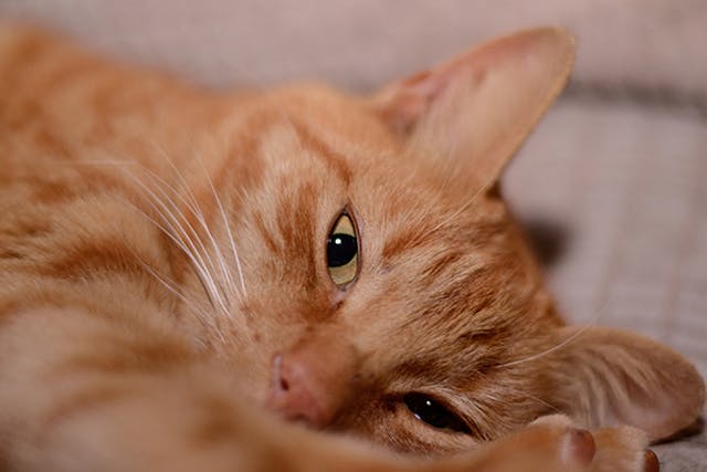 Nerve Sheath Tumor in Cats - Symptoms, Causes, Diagnosis, Treatment, Recovery, Management, Cost
