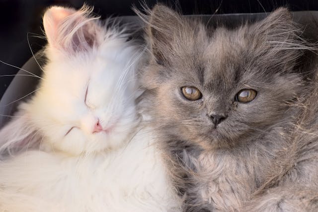 Neutering In Cats Conditions Treated Procedure Efficacy Recovery Cost Considerations Prevention