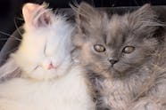 Neutering In Cats Procedure Efficacy Recovery Prevention Cost