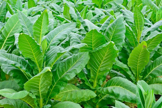 cooking with tobacco leaves How to cook using tobacco, for sweet and savoury dishes cooking with tobacco leaves How to cook using tobacco, for sweet and savoury dishes