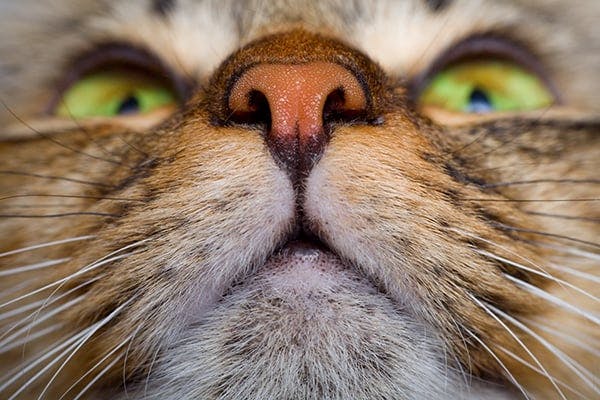 Noisy Breathing In Cats Symptoms Causes Diagnosis Treatment Recovery Management Cost