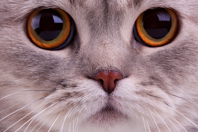 Nonulcerative Keratitis in Cats - Symptoms, Causes, Diagnosis, Treatment, Recovery, Management, Cost