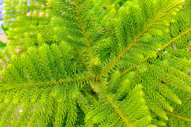 Norfolk Island Pine Poisoning in Cats - Symptoms, Causes, Diagnosis, Treatment, Recovery, Management, Cost