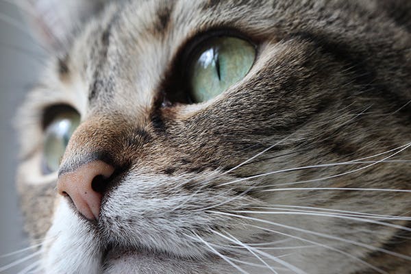 Nose And Sinus Cancer In Cats - Symptoms, Causes, Diagnosis, Treatment 