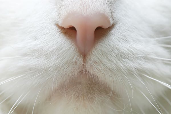 Nose Bleed In Cats Symptoms Causes Diagnosis Treatment Recovery Management Cost