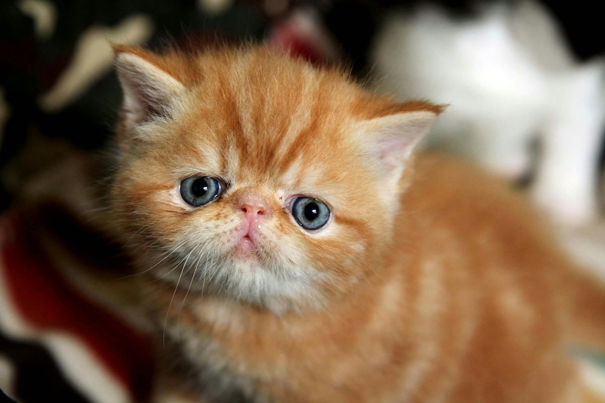 kittens with crusty ears