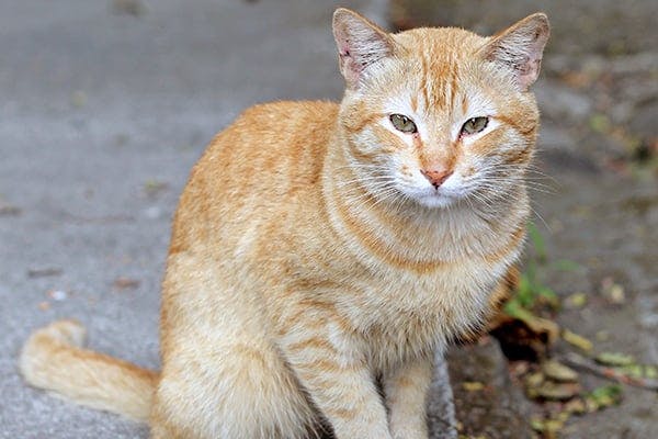 Notoedric Mange in Cats - Symptoms