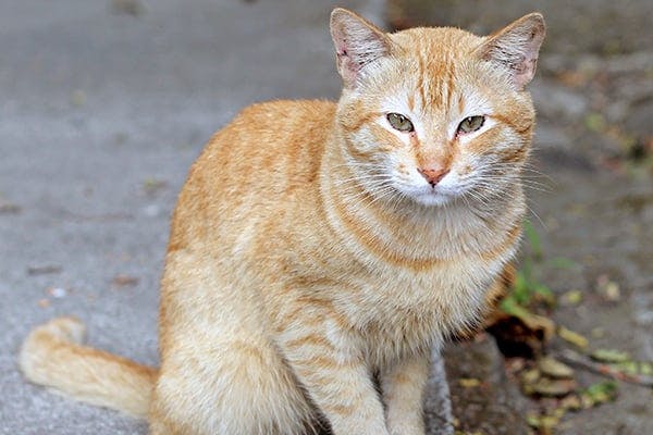 Notoedric Mange in Cats - Symptoms, Causes, Diagnosis, Treatment, Recovery, Management, Cost